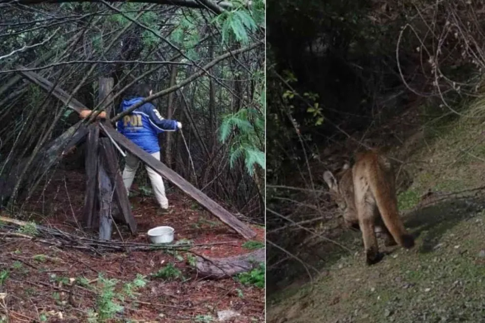 Creen que un puma se comió a una mujer en Puerto Varas