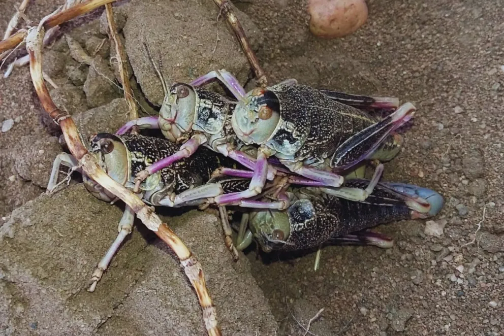 Descubren insecto nativo que podría revolucionar la acuicultura en la Patagonia