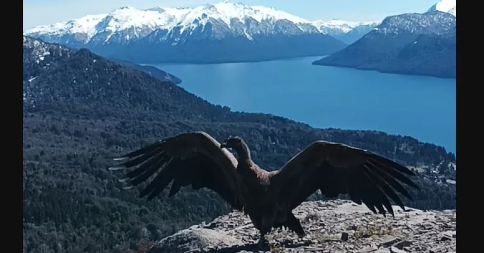 Liberaron a “Traful”, el cóndor que había sido rescatado del lago en un kayak