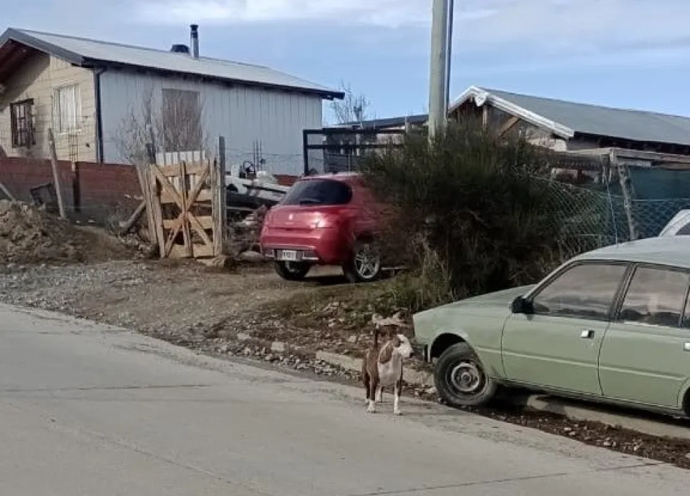 Video: Carteros denuncian la presencia de perros peligrosos sueltos en la vía pública
