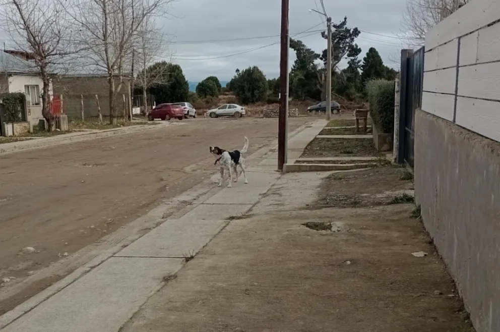 Trabajador de correo sufrió graves heridas tras ser brutalmente atacado por un perro suelto
