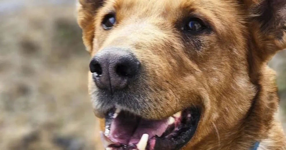 Sanidad Animal Bariloche está dando turnos para castraciones gratuitas
