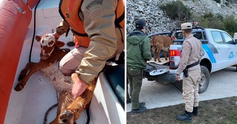 Rescataron a un ternerito que cayó de un acantilado al lago