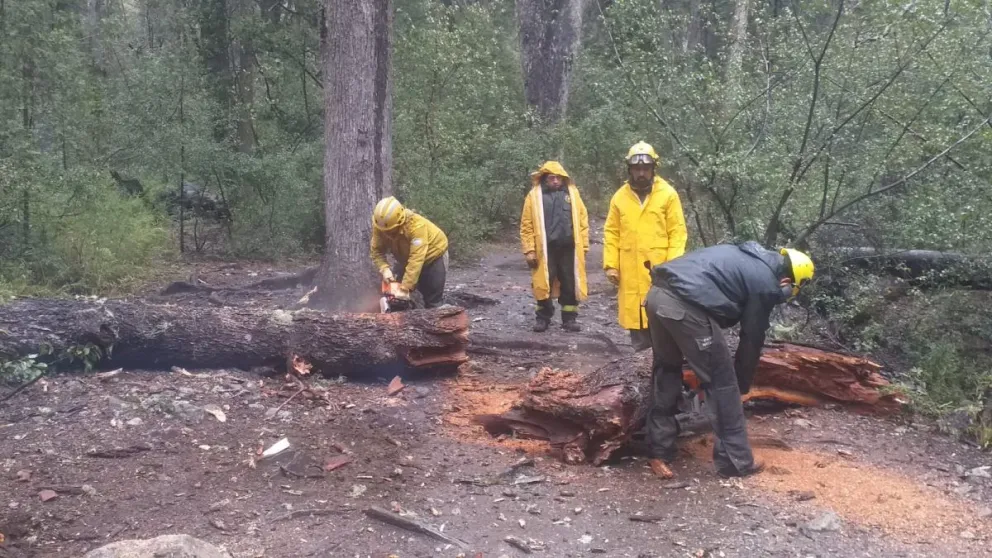 Realizaron trabajos de poda y habilitan los senderos en la Seccional Gutiérrez 