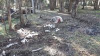 Ataque de perros afecta a criadora de ovejas en Mallín Ahogado