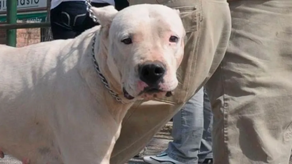"Imaginaba que podía morirme": brutal ataque de un perro a una mujer y a su bebé 