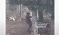 Una vecina lo filmó pateando a su perra: quedó imputado 