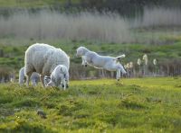 Locas como cabras: ovejas devoran 300 kilos de marihuana en Grecia