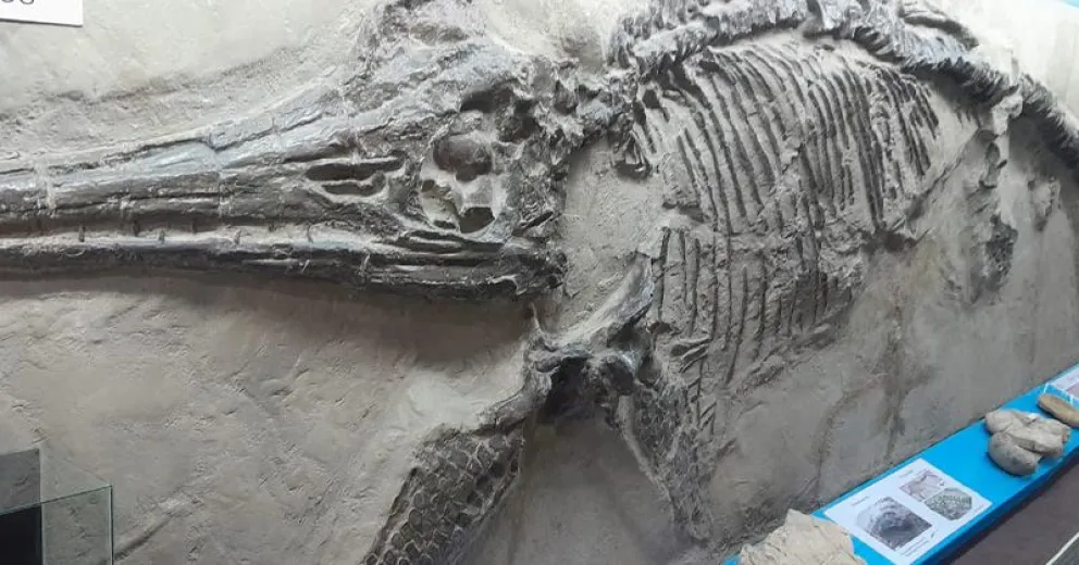 El Museo Paleontológico invita a las escuelas a visitarlo