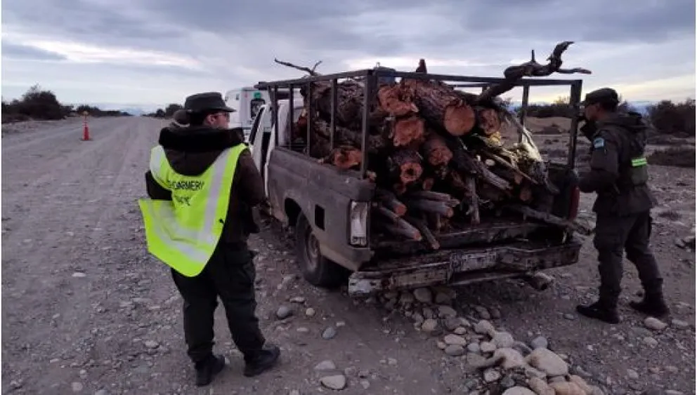 Gendarmería detectó furtivos transportando leña de una especie protegida de la Patagonia