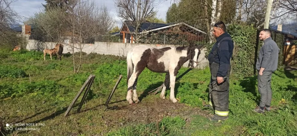 Bomberos debieron rescatar a un caballo enredado en alambres