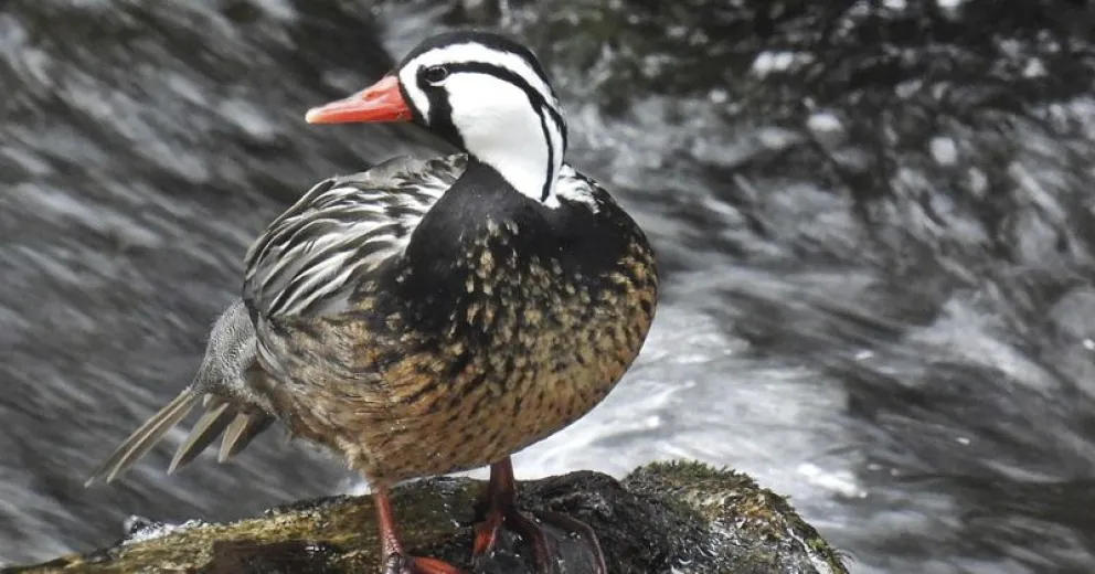 Invitan a charla virtual sobre observadores de aves