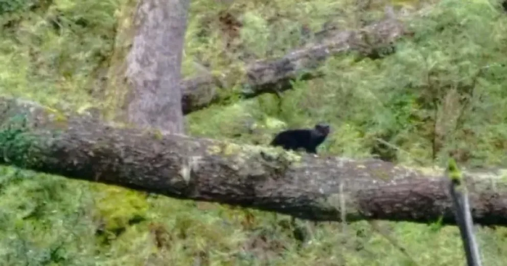 Lograron fotografiar un ejemplar de gato huiña melánico