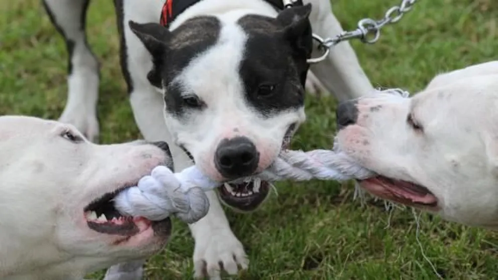 Neuquén: violento ataque de Pitbulls deja heridos a un hombre y su pareja embarazada