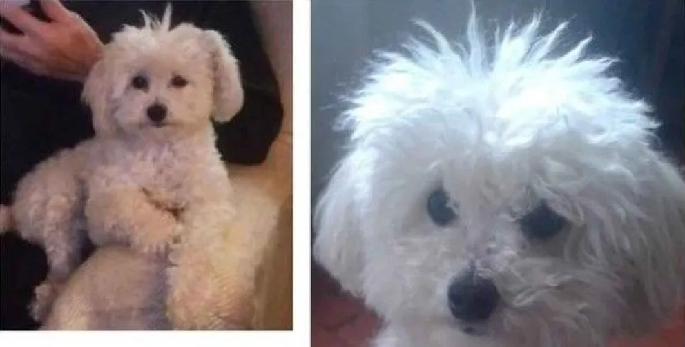 Angustiante pedido de ayuda para que devuelvan una perrita que se llevaron el domingo