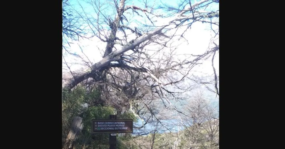 Por un árbol en riesgo cierran el sendero a Frey