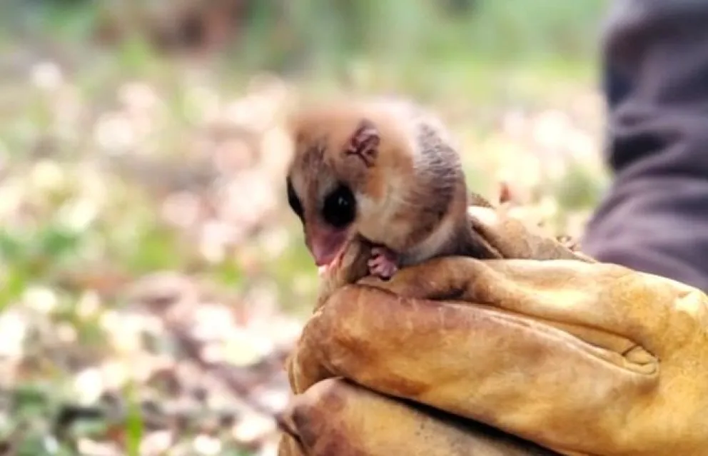 Fotografiaron un ejemplar de monito del monte en el Parque Nacional Lanín