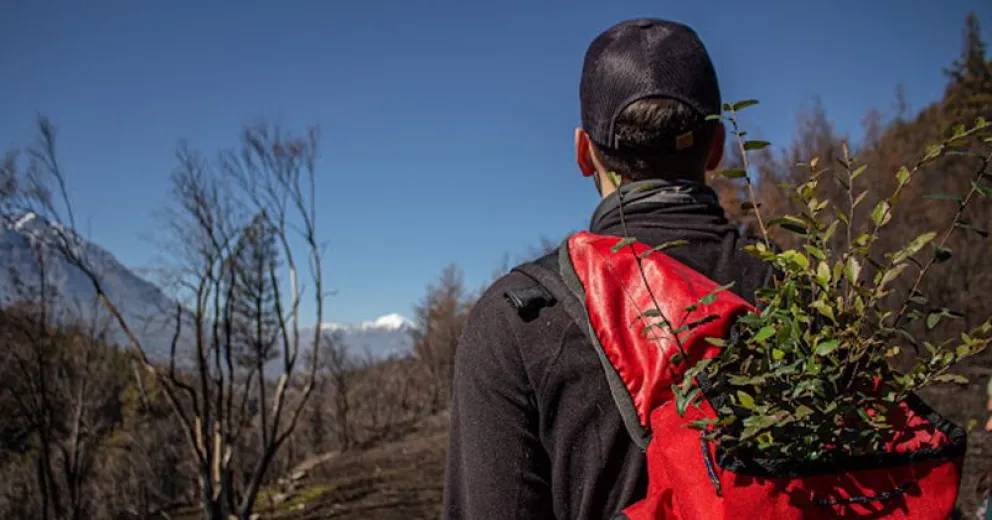 Plantaron 660 árboles en Loma del Medio
