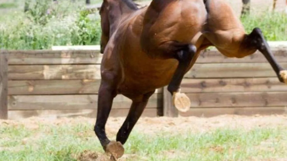 Dolor por la muerte de un nene de 2 años que fue pateado en el rostro por un caballo