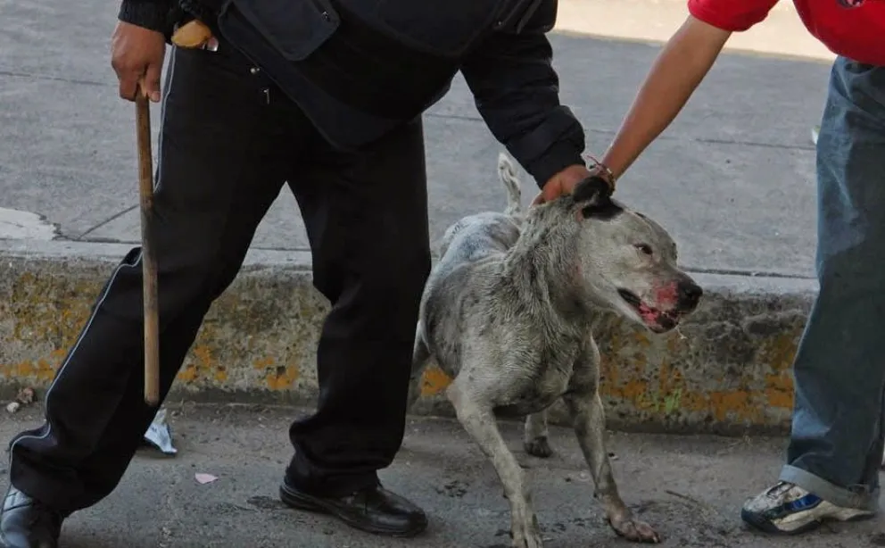 Recibió una condena por ahorcar a un perro y tirarlo moribundo en un basural
