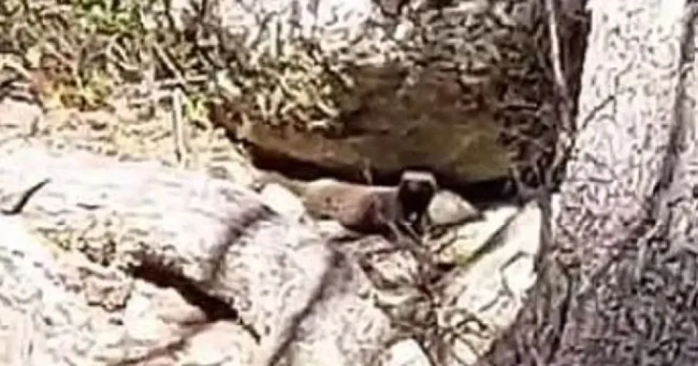 Caminaban por el bosque y lograron filmar un Hurón en su madriguera