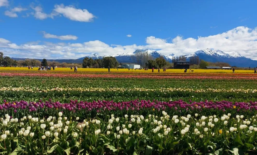 La historia del campo de tulipanes de Trevelin