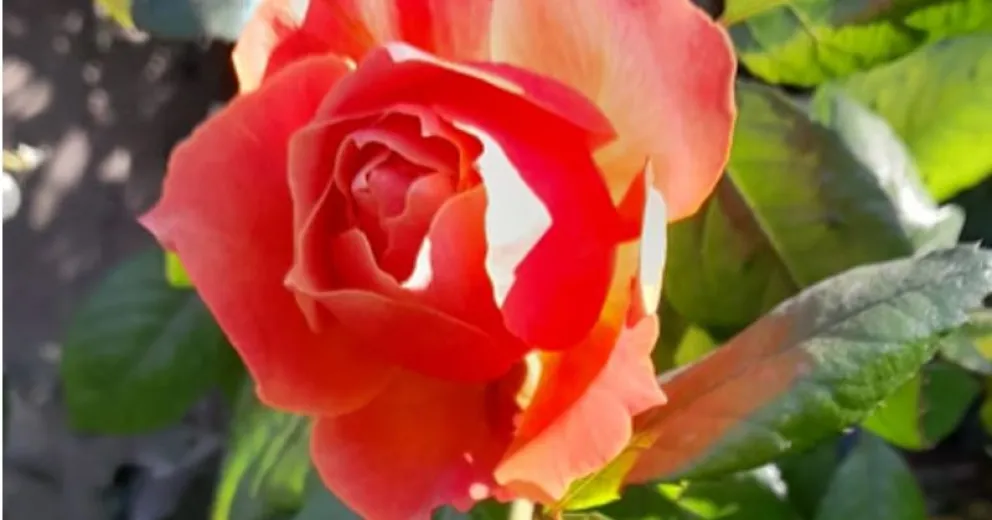 Invitan a ser parte de la Exposición de Primavera de la Sociedad de Horticultura