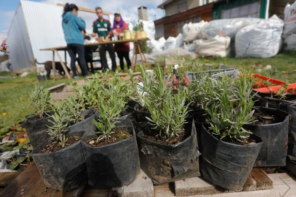 Cooperativa Jóvenes por Bariloche vende plantas de interior, exterior y árboles nativos