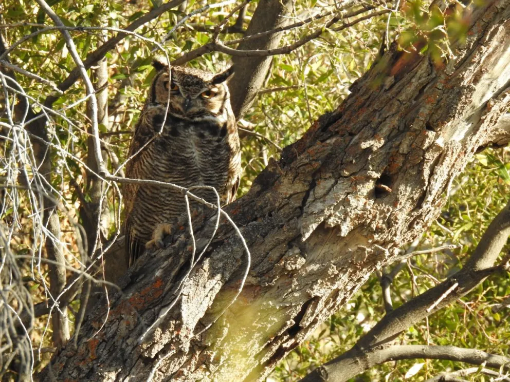 La Naturaleza regaló hermosos avistajes en el Limay