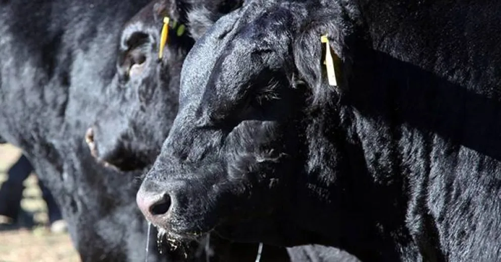Invitan a jornada de Charlas Angus en la Rural 