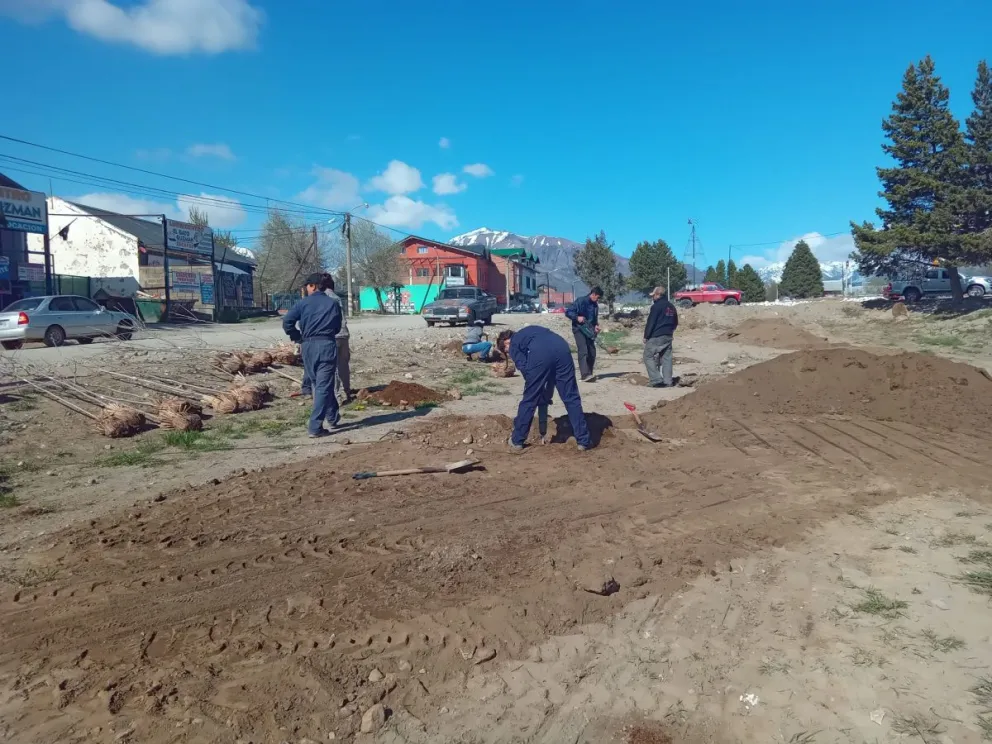 Plantaron 100 árboles y 50 cortaderas en colectora Sur