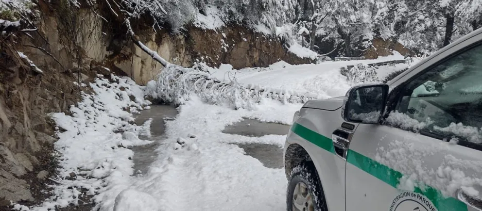 Debido a la caída de árboles, restringen la circulación vehicular en el camino a Tronador 