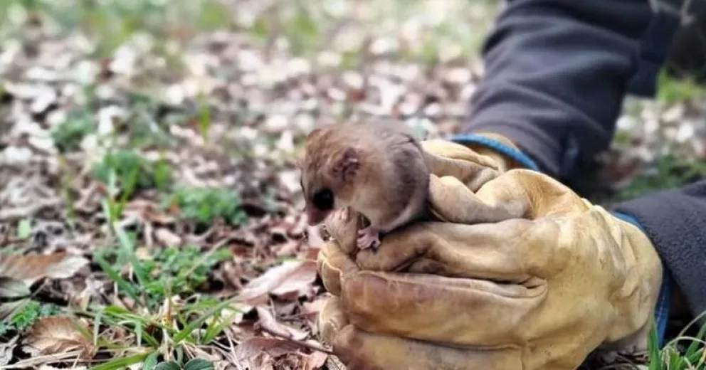 Registraron un monito del monte