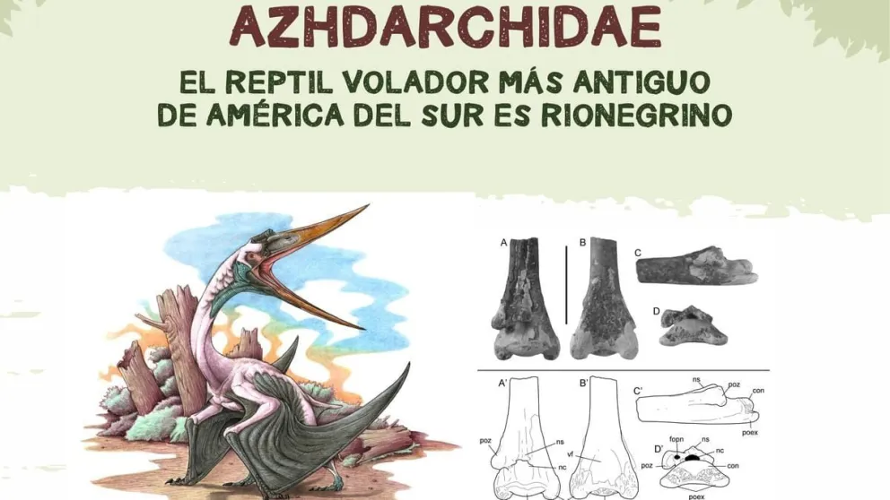 Presentaron al reptil volador más antiguo de América del Sur
