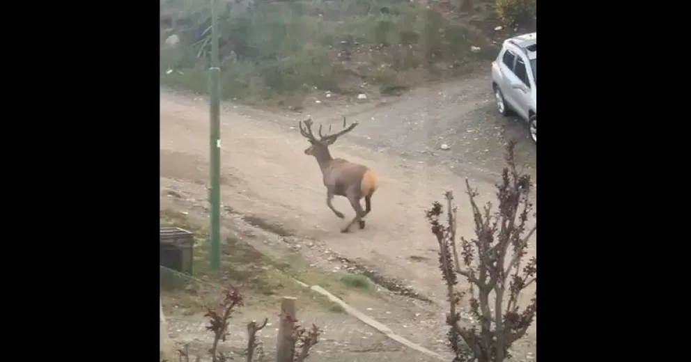 ¿Qué hacía un ciervo colorado corriendo por un barrio de Bariloche?