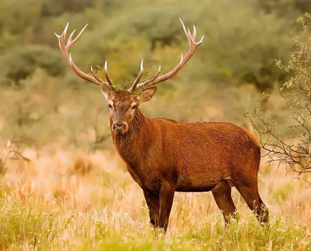 El ciervo colorado es una de las 14 especies invasoras más dañinas