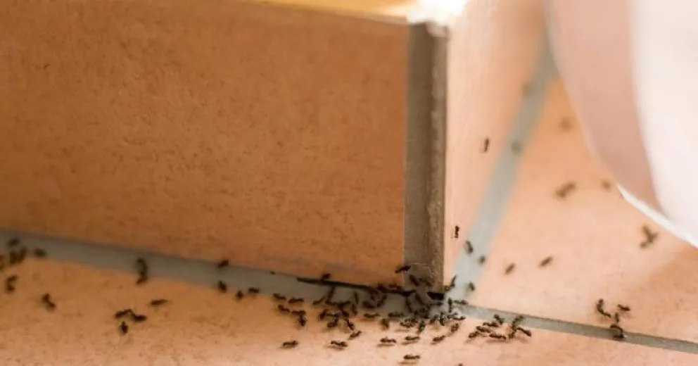 Cómo se hace para sacar las hormigas para siempre de tu casa