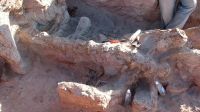 Descubren una nueva especie de dinosaurio articulado en Neuquén