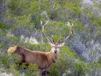 El ciervo colorado atenta contra la flora nativa y compite con el huemul
