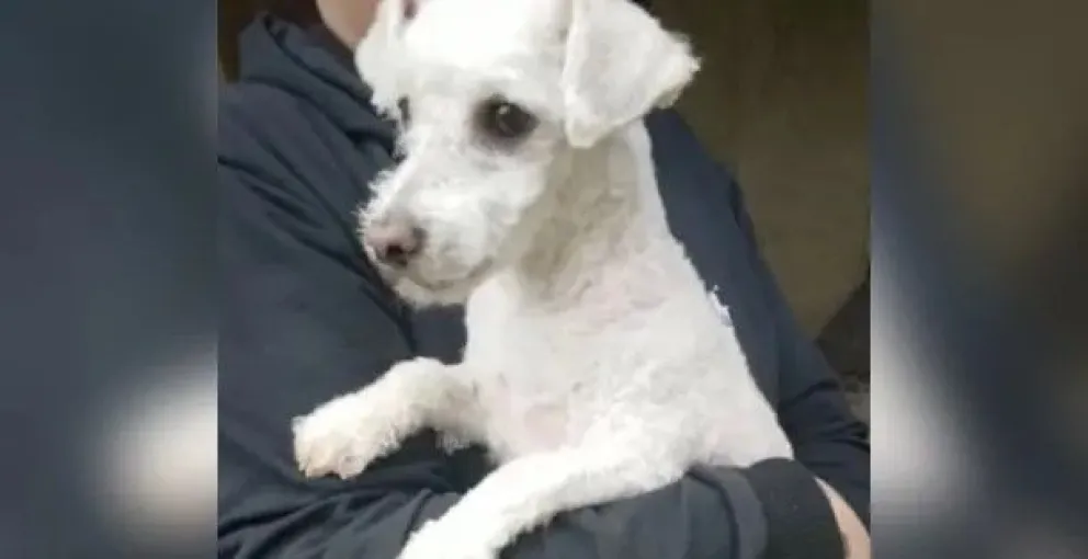 Incluyen gastos de la mascota en acuerdo de cuota alimentaria