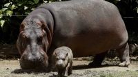 Hipopótamos, la especie introducida que hace estragos en Colombia