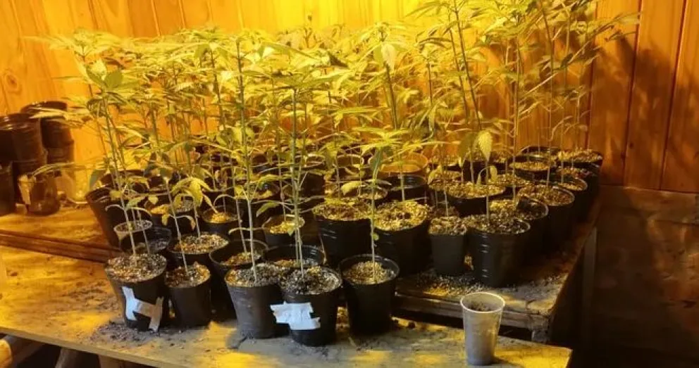 Allanaron por denuncias de amenazas: encontraron armas y más de 60 plantas de marihuana