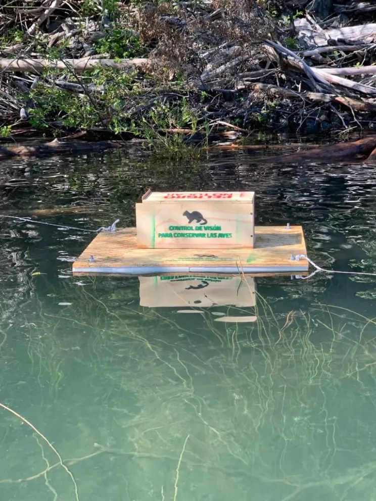 Comenzó el Programa de control de visón americano