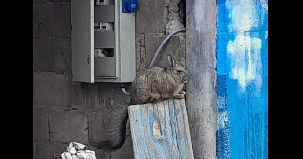 ¿Un chinchillón arregla barcos en el varadero de Parques Nacionales?