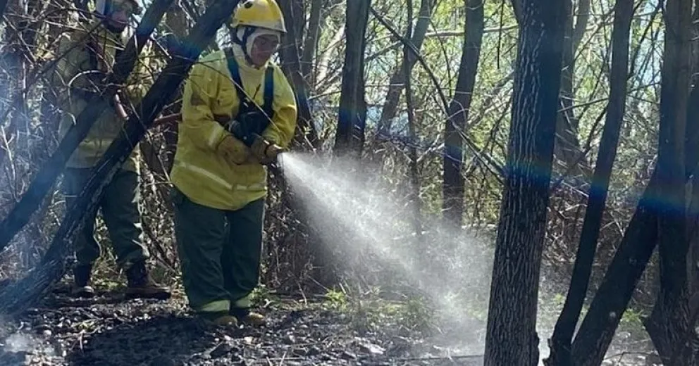El viento tiró un árbol y produjo un principio de incendio