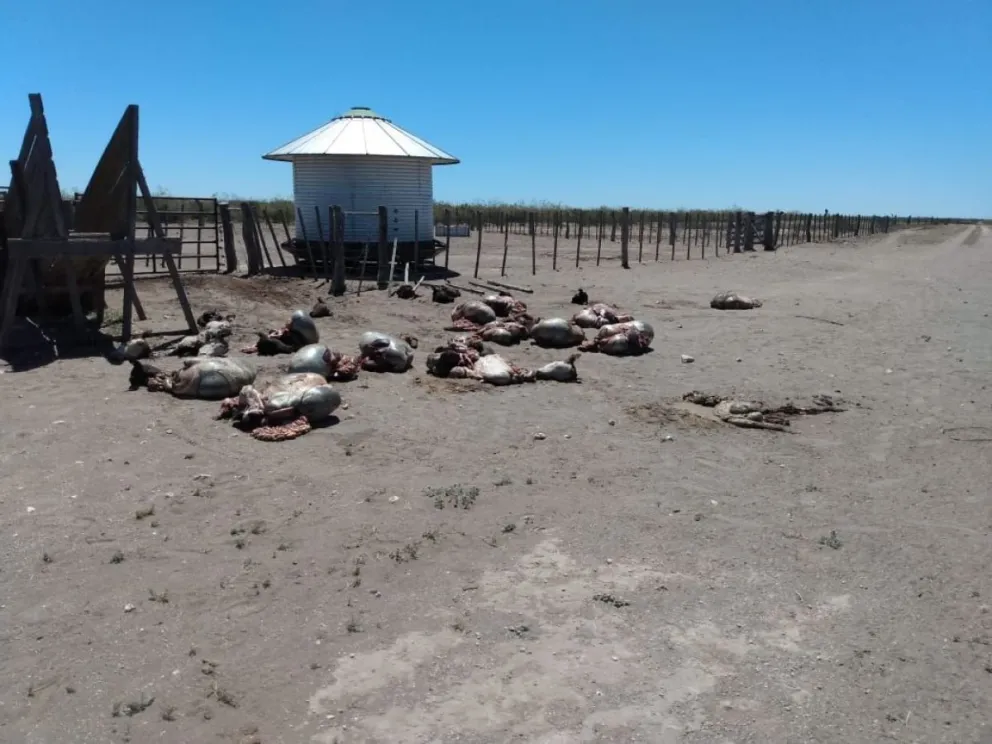 Violento ataque de cuatreros: faenaron clandestinamente 19 vacunos en una noche