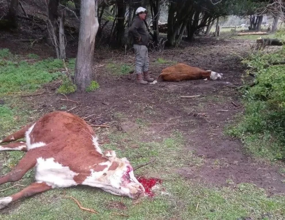 Denunció que su vecino, en conflicto por la tierra, envenenó seis vacas