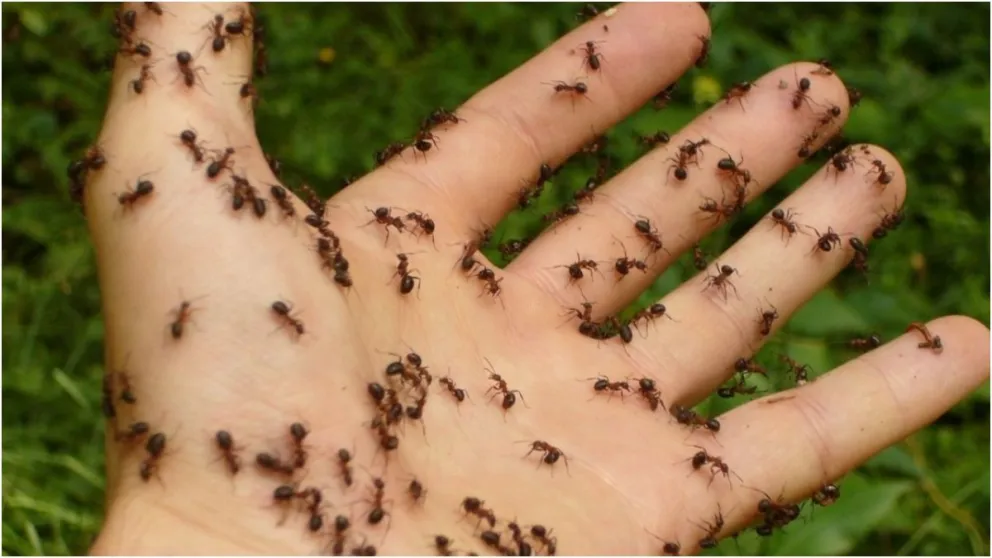 Cuál es la fruta con la que podrás ahuyentar a las hormigas sin matarlas