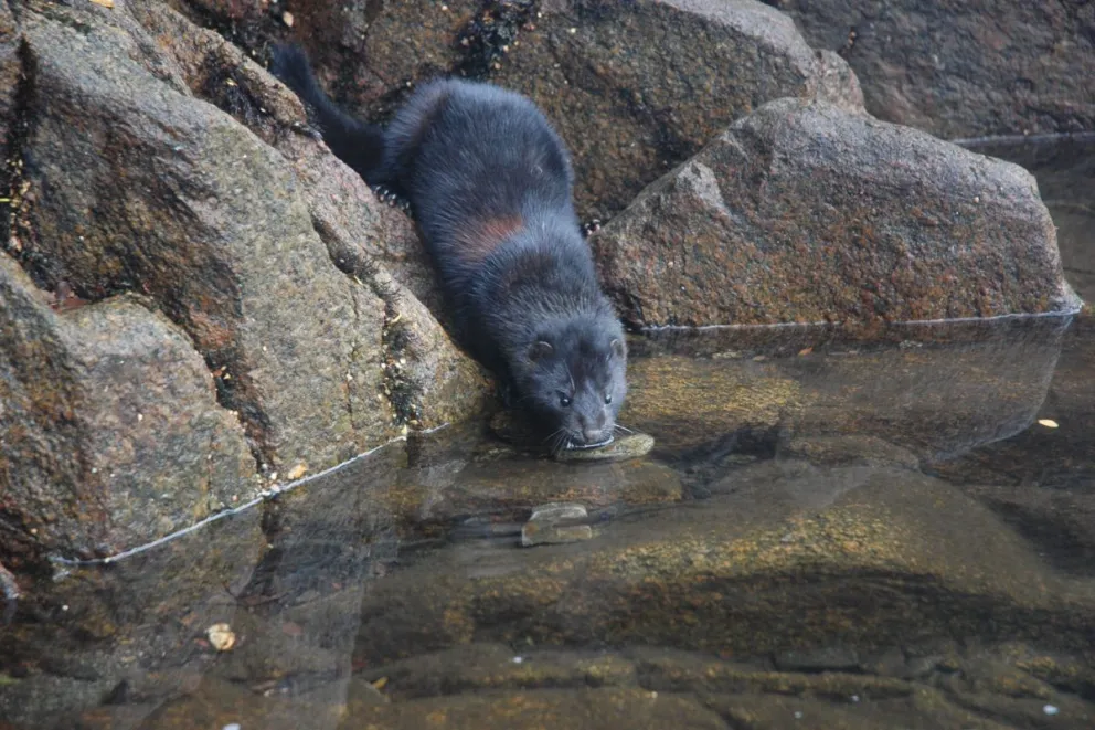 El visón se expande cada vez más en Bariloche. 