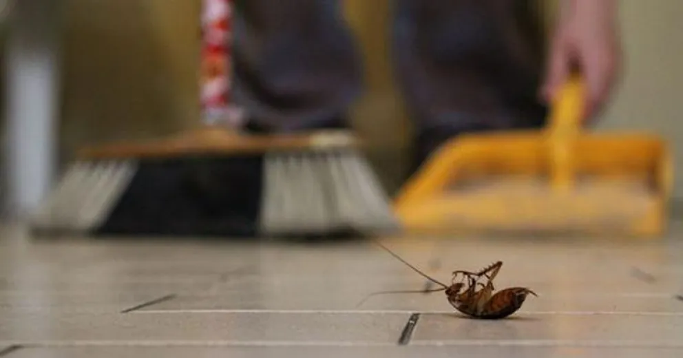 Cómo se hace para eliminar definitivamente a las cucarachas